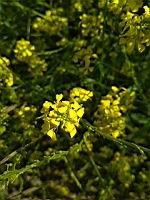 Moutarde (prise a Lens)(4)